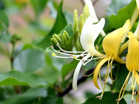 Honeysuckle Supply