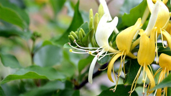 Honeysuckle Supply