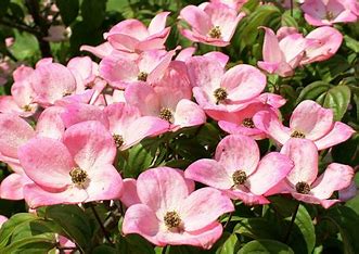 Jamaican Dogwood on Sale