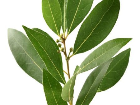 Bay Leaf (Whole) Cheap