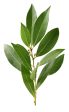 Bay Leaf (Whole) Cheap