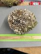 Wasp Nest Hot on Sale