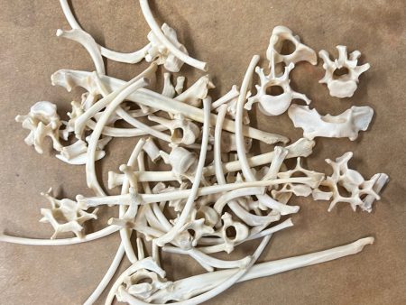 Opossum Bones For Sale