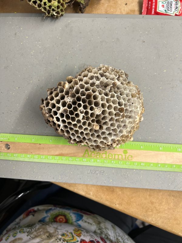 Wasp Nest Hot on Sale