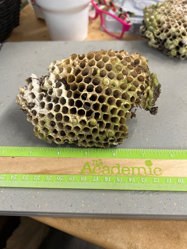 Wasp Nest Hot on Sale