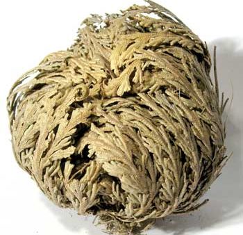 Rose of Jericho Cheap