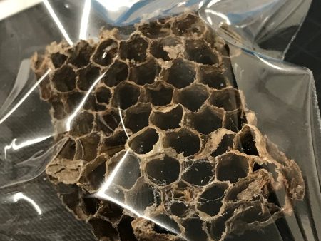 Wasp Nest Hot on Sale