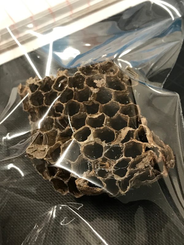 Wasp Nest Hot on Sale