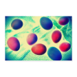 BUBBLE EGGS Poster 12x8 Online Sale