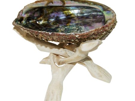 Abalone Shells Fashion